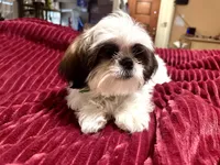 Zack, a male Shih Tzu for sale in Scottsdale, AZ – Photo 3 of 9