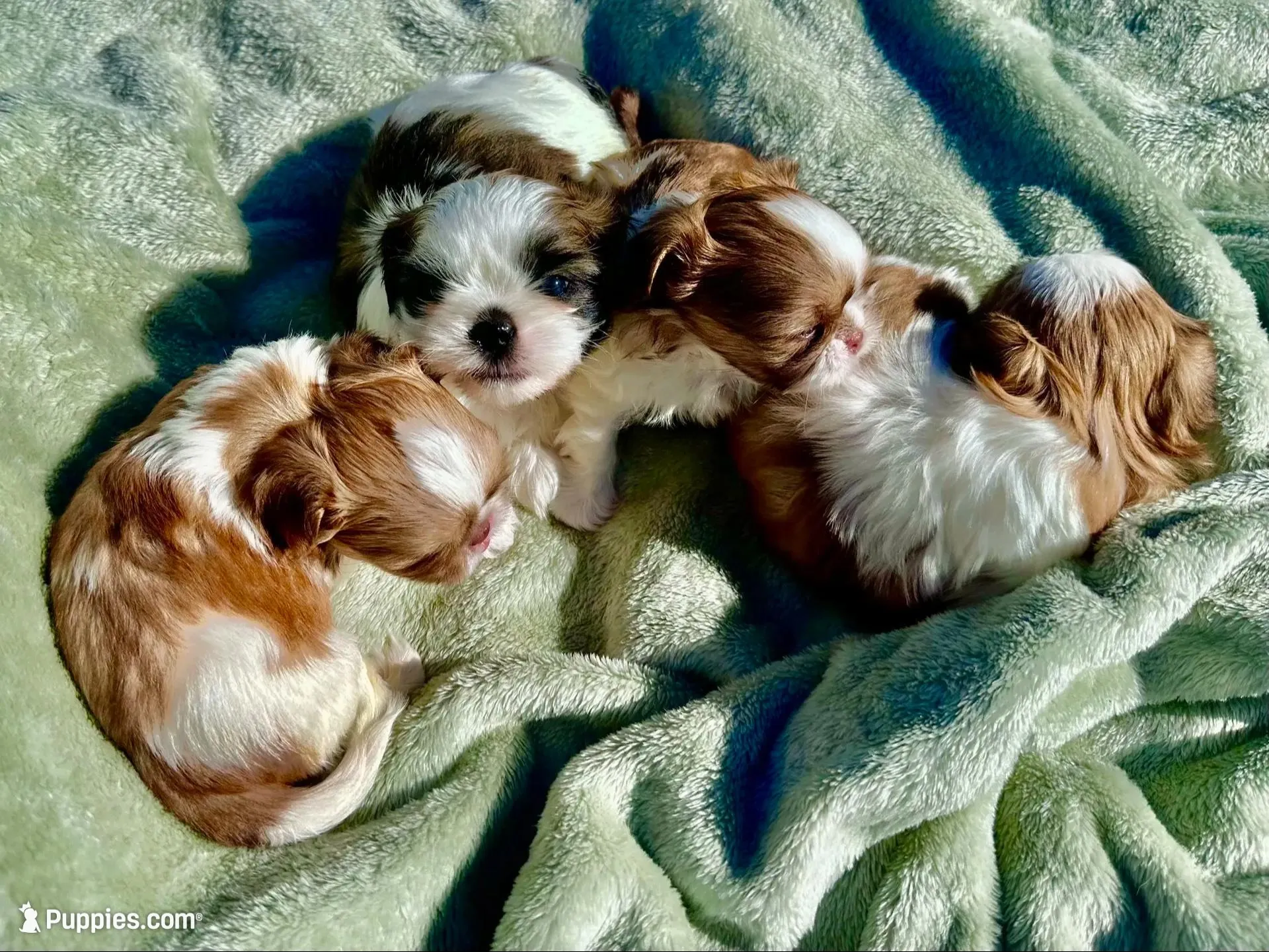 AKC Zack, a male Shih Tzu for sale in Scottsdale, AZ – Photo 10 of 10