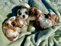 Zack, a male Shih Tzu for sale in Scottsdale, AZ – Photo 9 of 9