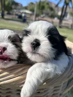 Zack, a male Shih Tzu for sale in Scottsdale, AZ – Photo 7 of 9