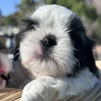AKC Zack, a male Shih Tzu for sale in Scottsdale, AZ – Photo 6 of 9