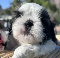Zack, a male Shih Tzu for sale in Scottsdale, AZ – Photo 6 of 9