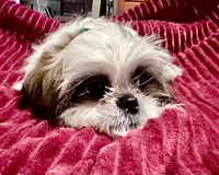 Zack, a male Shih Tzu for sale in Scottsdale, AZ – Photo 4 of 9