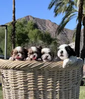 Zack, a male Shih Tzu for sale in Scottsdale, AZ – Photo 5 of 9