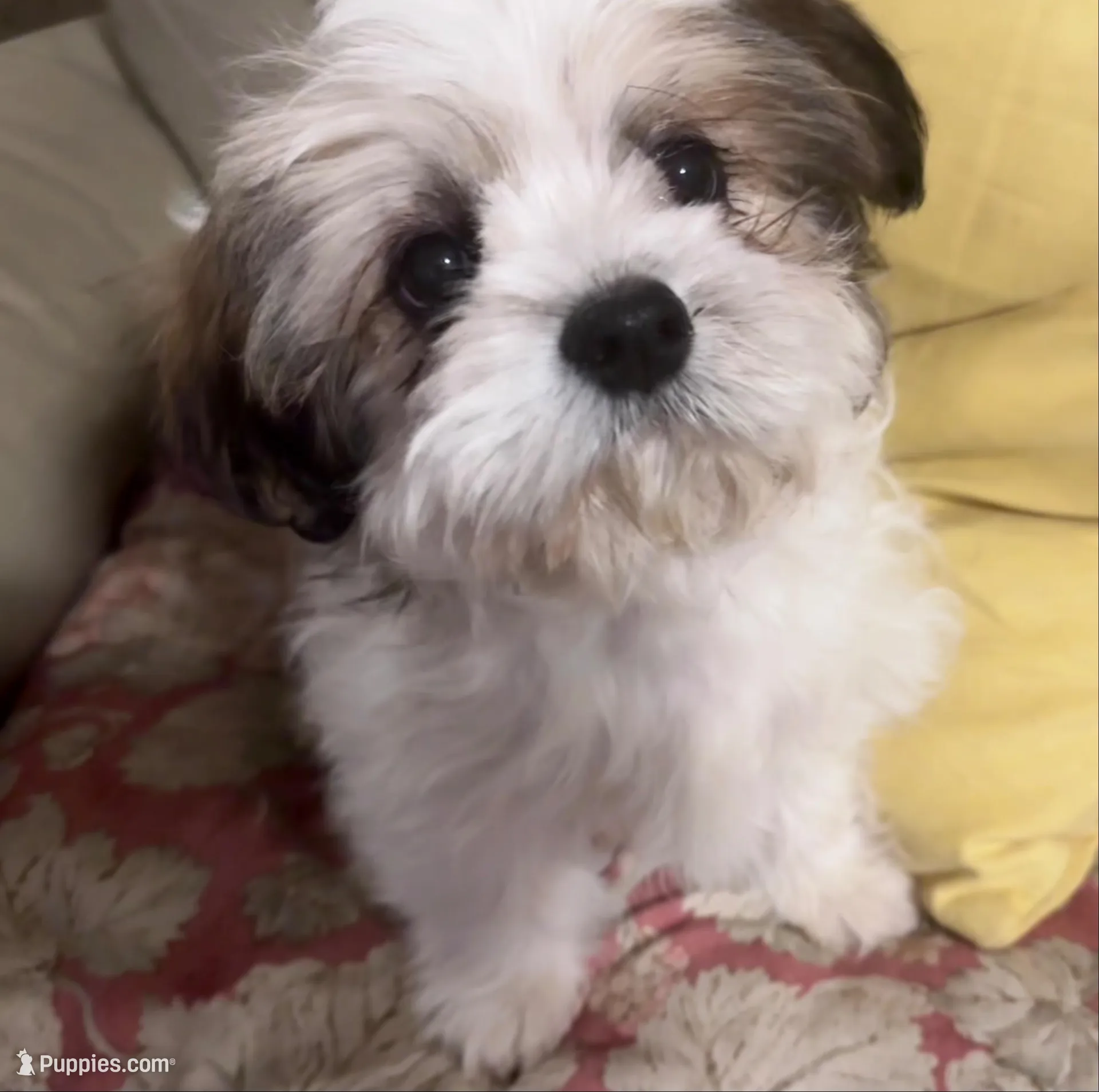 AKC Ben, a male Shih Tzu for sale in Scottsdale, AZ – Photo 8 of 10