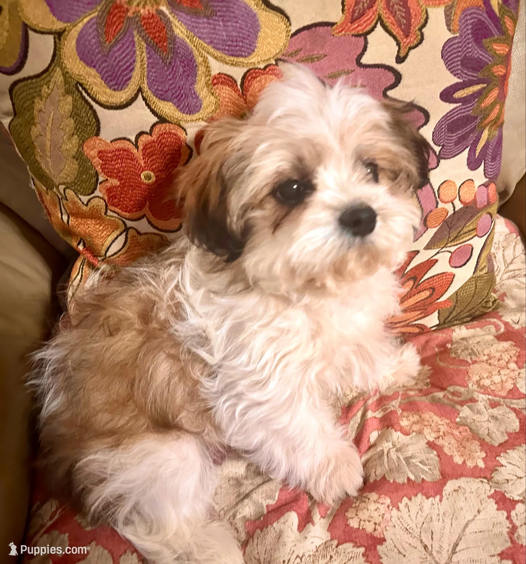 AKC Ben, a male Shih Tzu for sale in Scottsdale, AZ – Photo 6 of 10