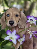 Akc Spotty, a male Miniature Dachshund for sale in Tampa, FL – 3 of 4