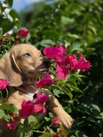 Akc Spotty, a male Miniature Dachshund for sale in Tampa, FL – 4 of 4