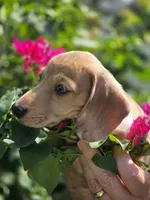 Akc Spotty, a male Miniature Dachshund for sale in Tampa, FL – 2 of 4