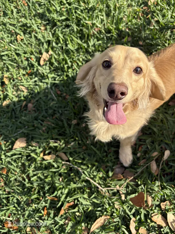 Woody – Miniature Dachshund puppy for sale in Tampa, FL