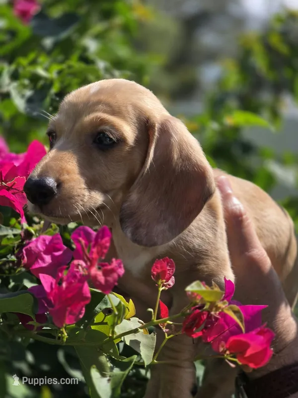 Akc Spotty – Miniature Dachshund puppy for sale in Tampa, FL