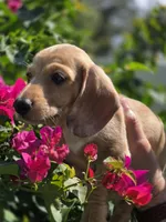 Akc Spotty, a male Miniature Dachshund for sale in Tampa, FL – 1 of 4