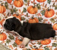 Buddy, a male Boston Terrier for sale in Columbus, IN – 2 of 9
