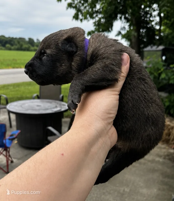 Penny  – Belgian Malinois, Dutch Shepherd puppy for sale in Columbus, IN