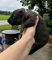 Penny , a female Belgian Malinois and Dutch Shepherd for sale in Columbus, IN – 1 of 1