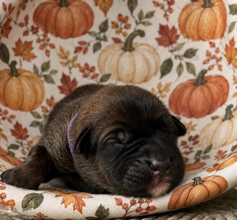 Keres  – Belgian Malinois puppy for sale in Columbus, IN