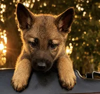 Finn , a male German Shepherd Dog for sale in Columbus, IN – 3 of 4