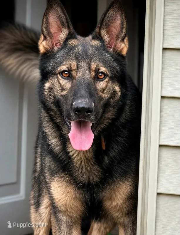 Syn V. Aoife Haus – German Shepherd Dog puppy for sale in Columbus, IN
