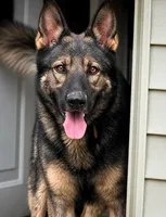 Syn V. Aoife Haus, a male German Shepherd Dog for sale in Columbus, IN – 1 of 3
