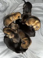 Tetra , a female German Shepherd Dog for sale in Columbus, IN – Photo 8 of 10