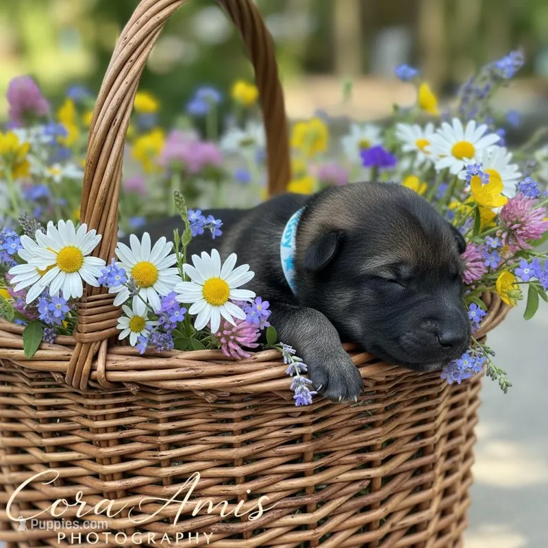 Bass – German Shepherd Dog puppy for sale in Columbus, IN