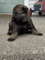 Tang (purple collar), a female German Shepherd Dog for sale in Columbus, IN – 9 of 9