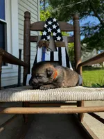 Bass (orange collar) , a male German Shepherd Dog for sale in Columbus, IN – 6 of 6