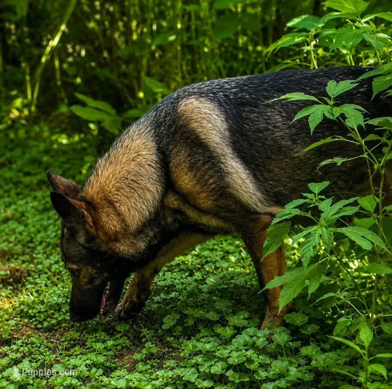 Deci X Shiphara  – German Shepherd Dog puppy for sale in Columbus, IN