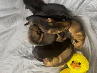 Tang, a female German Shepherd Dog for sale in Columbus, IN – Photo 10 of 10