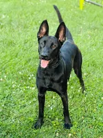 Voodoo, a female Belgian Malinois for sale in Columbus, IN – 6 of 9