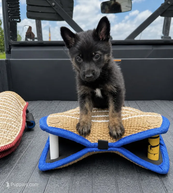 Maverick  – Belgian Malinois, Dutch Shepherd puppy for sale in Columbus, IN