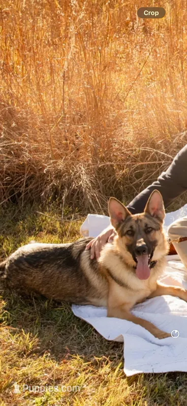 Tyr  – German Shepherd Dog puppy for sale in Columbus, IN