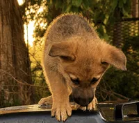 Guppy, a female German Shepherd Dog for sale in Columbus, IN – 2 of 4