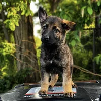 Tetra , a female German Shepherd Dog for sale in Columbus, IN – 3 of 5
