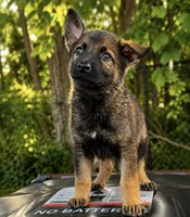 Tetra , a female German Shepherd Dog for sale in Columbus, IN – 4 of 5