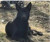 Vika X Decimus , a  German Shepherd Dog for sale in Columbus, IN – 4 of 4