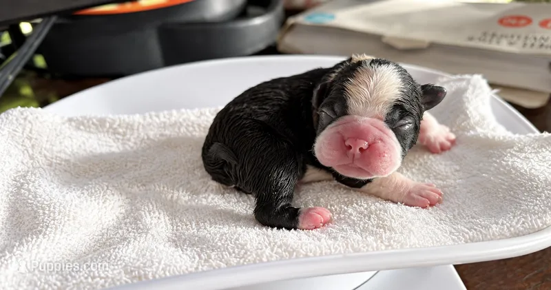 Buddy – Frenchton puppy for sale in Columbus, IN