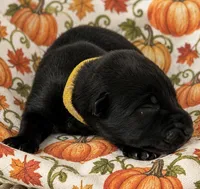 Banshee , a female Belgian Malinois for sale in Columbus, IN – 2 of 9