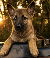 Finn , a male German Shepherd Dog for sale in Columbus, IN – 2 of 4