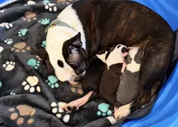 Sparks , a male Frenchton for sale in Columbus, IN – 6 of 9