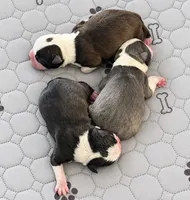 Sparks , a male Frenchton for sale in Columbus, IN – 3 of 9