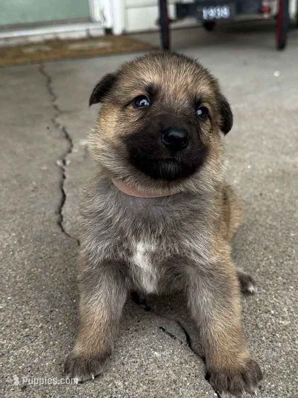Koi – German Shepherd Dog puppy for sale in Columbus, IN