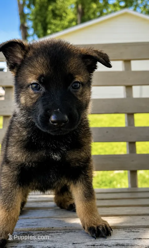 Tetra  – German Shepherd Dog puppy for sale in Columbus, IN