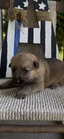 Tang (white collar), a female German Shepherd Dog for sale in Columbus, IN – 2 of 10