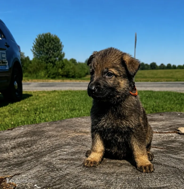 Bass (orange collar)  – German Shepherd Dog puppy for sale in Columbus, IN