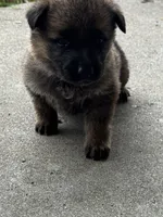 Tang (purple collar), a female German Shepherd Dog for sale in Columbus, IN – 3 of 9