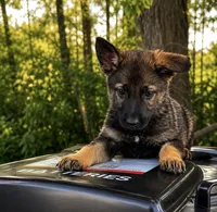 Tetra , a female German Shepherd Dog for sale in Columbus, IN – 2 of 5