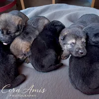 Ship X Justice, a male German Shepherd Dog for sale in Columbus, IN – Photo 1 of 6