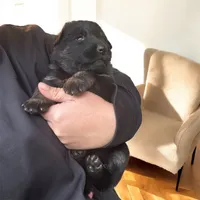 Ship X Justice, a male German Shepherd Dog for sale in Columbus, IN – Photo 6 of 6