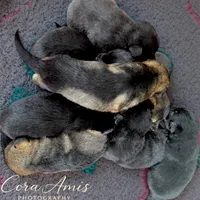 Ship X Justice, a male German Shepherd Dog for sale in Columbus, IN – Photo 3 of 6